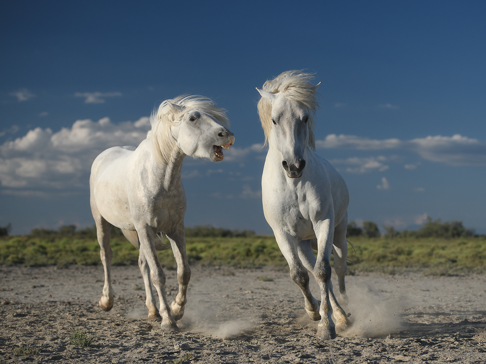 White horses von Rostovskiy Anton