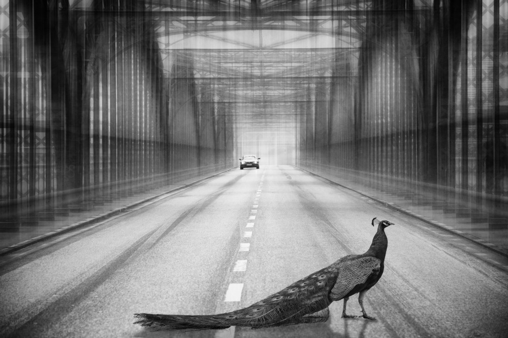 peacock on the bridge von Roswitha Schleicher-Schwarz