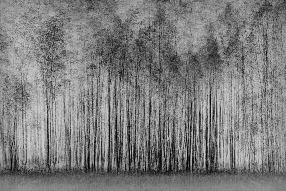 impenetrable forest von Roswitha Schleicher-Schwarz