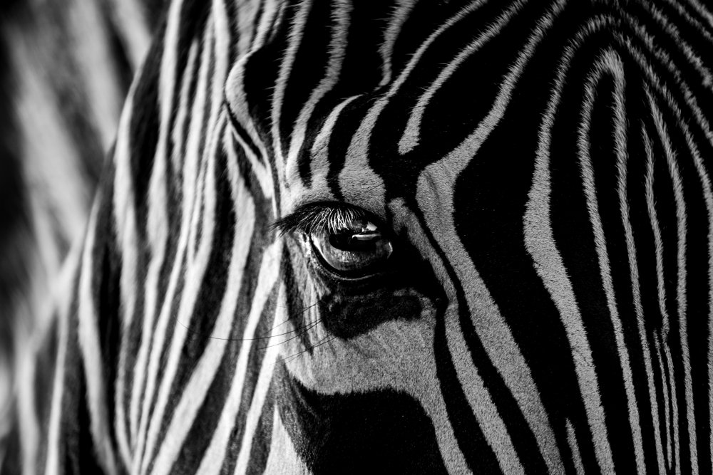 Abstract Zebra von Roy Darnell