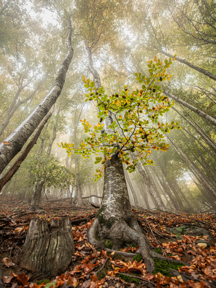 Autumn in Llancers von Ruben Ramos