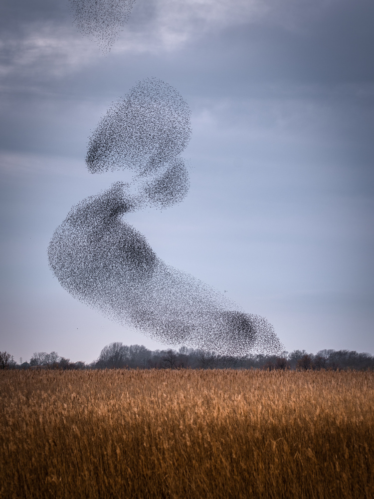 Starling dance von Ruben Ramos