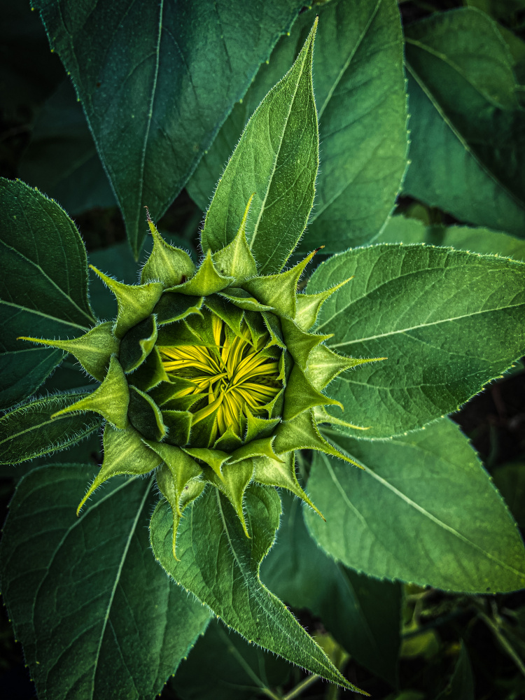 Sunflower ready to bloom von Ruchi Jadiye