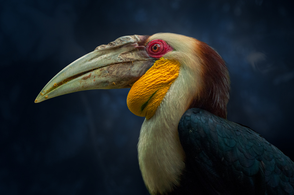 Hornbill von Rudi Gunawan