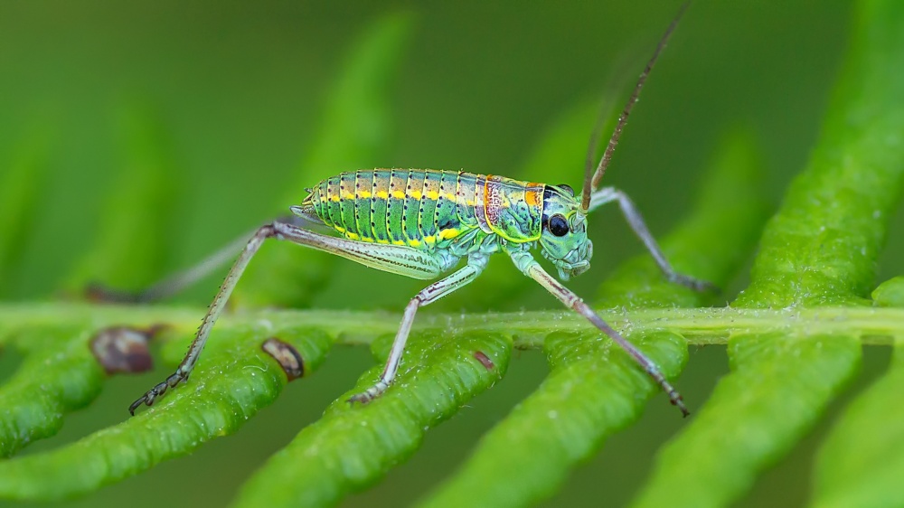 Grasshopper von Rui Ribeiro