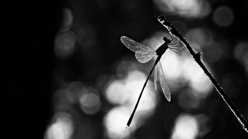 Dragonfly by light von Rui Ribeiro