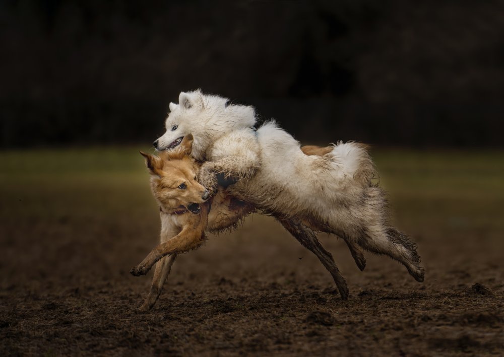 Wrestling von Ruijuan Liu