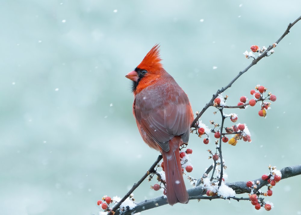 Snowy Day von Ruijuan Liu