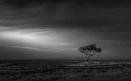 The lone tree