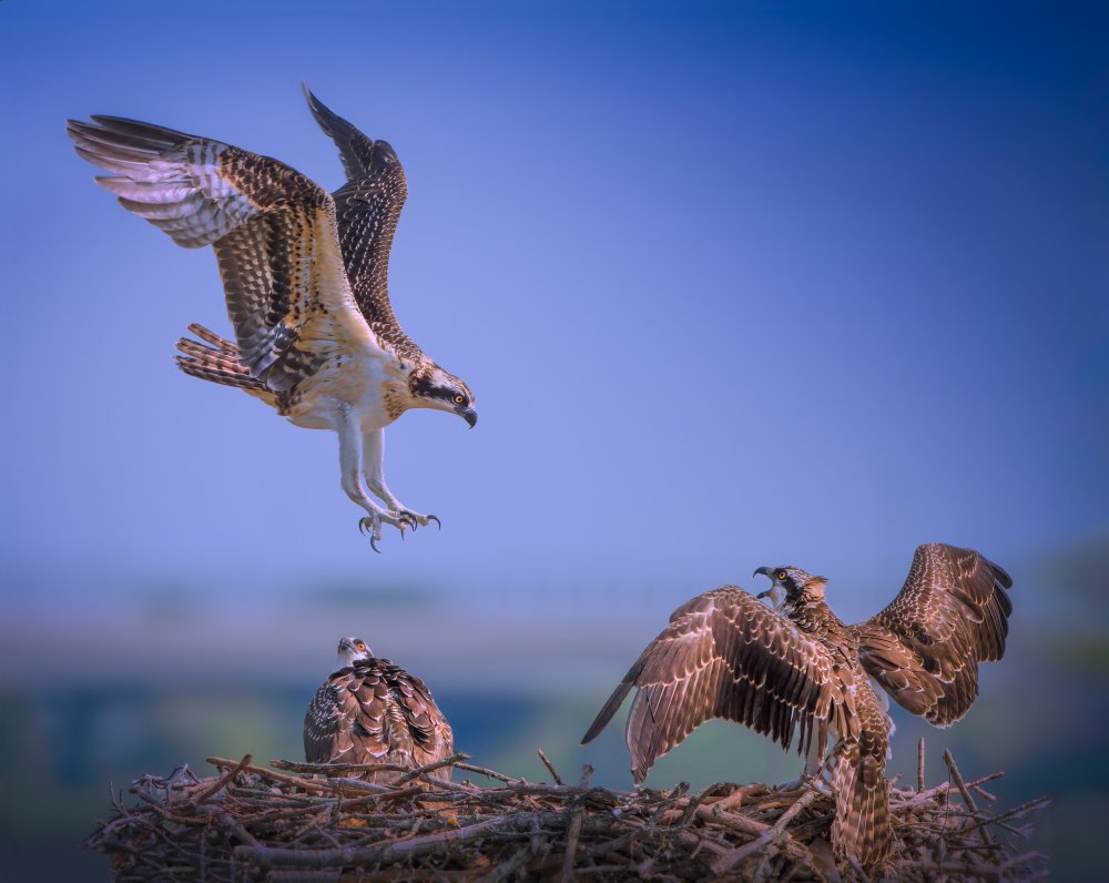 The Three Musketeers von Ruiqing P.