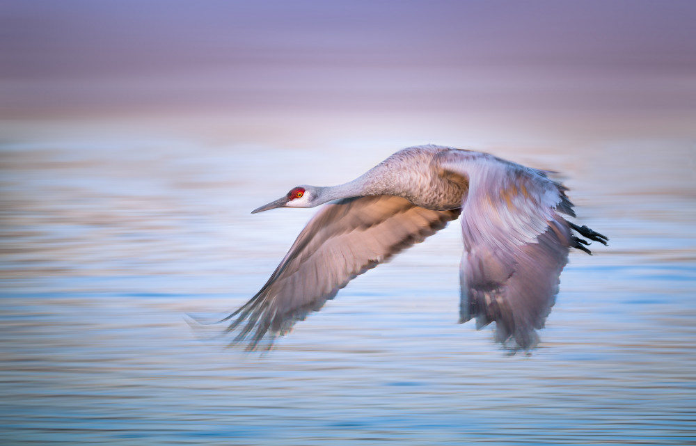 Elegant Flight von Ruiqing P.