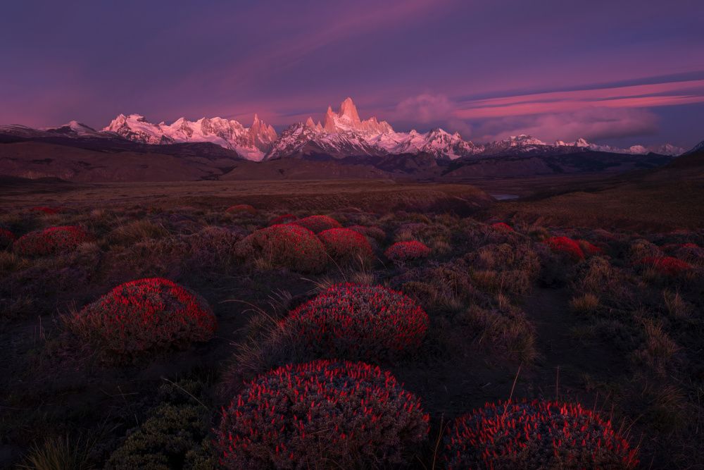 Spring in Torres del Paine von Ruiqing P.