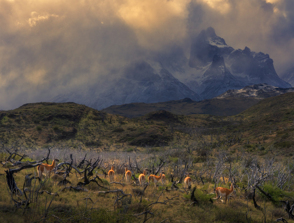 Spring in Torres del Paine von Ruiqing P.