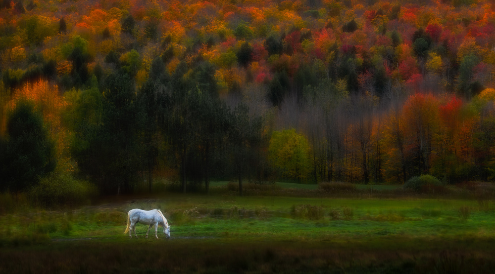 Autumn glory von Ruiqing P.