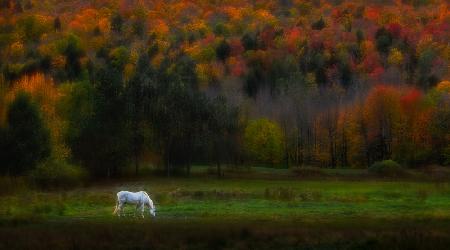 Autumn glory