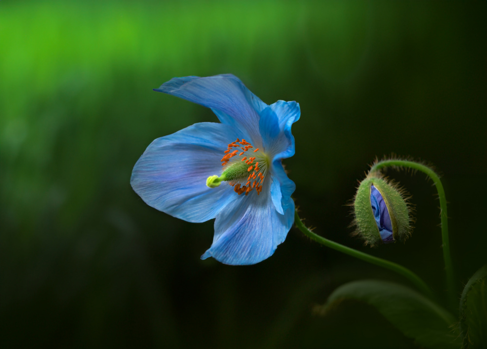 Himalayan Blue Poppy von Ruiqing P.