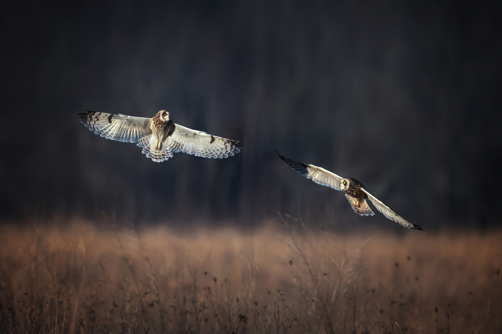 pas de deux von Ruiqing P.