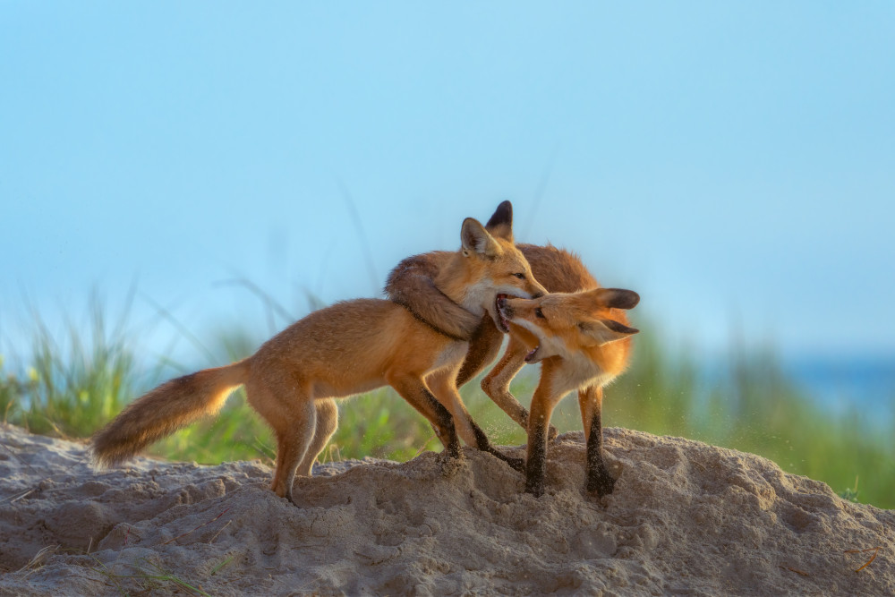 Red Foxes Playing on Beach von Ruiqing P.