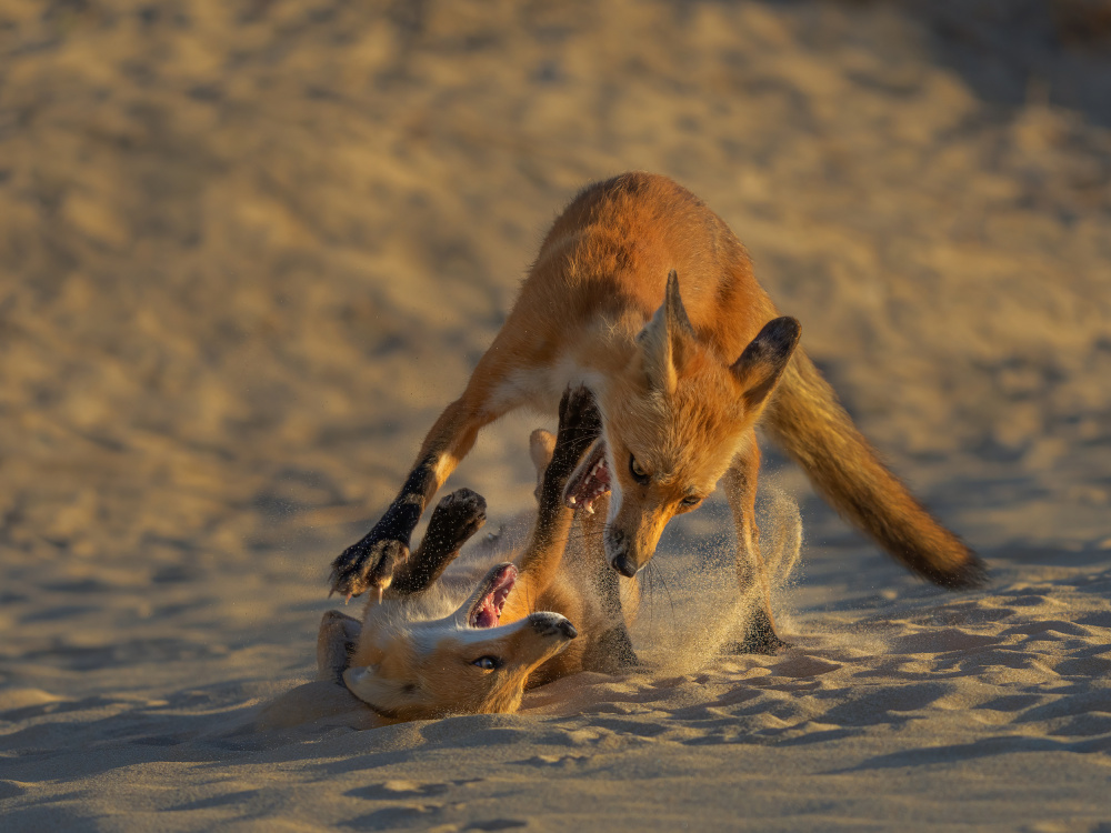 Sand Fox Fun von Ruiqing P.