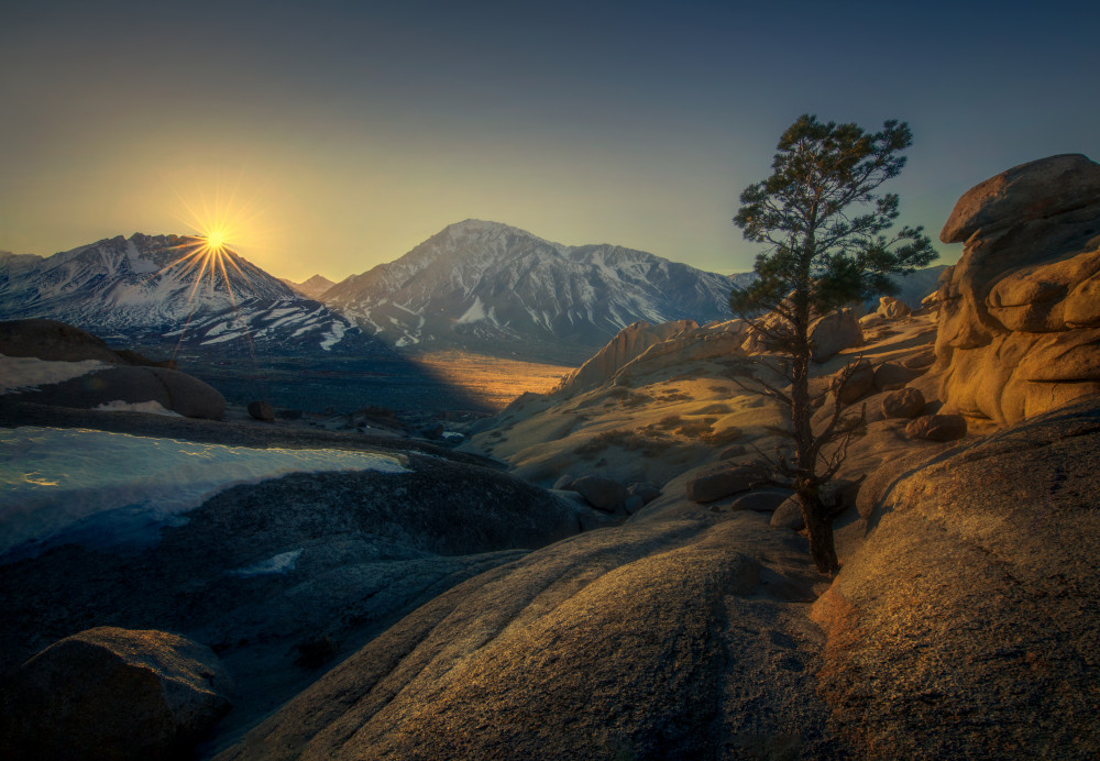 Stone Tree von Ruiqing P.