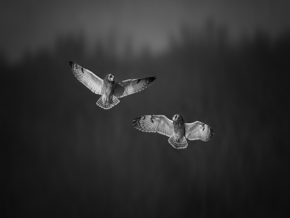 Short-Eared-Owl Play von Ruiqing P.