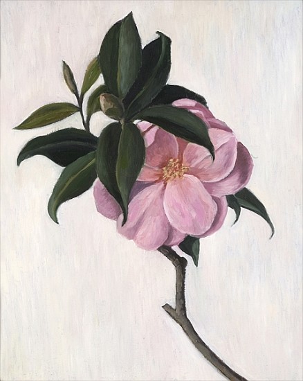 Camelia, 1998 (oil on canvas)  von Ruth  Addinall