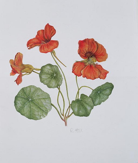 Nasturtium, 1999 (w/c on paper)  von Ruth  Hall