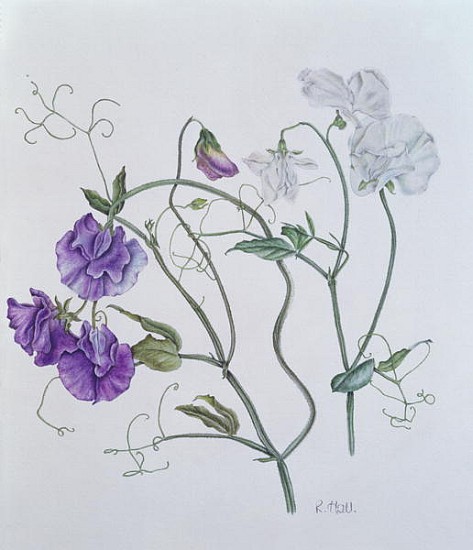 Sweet Pea, 1999 (w/c on paper)  von Ruth  Hall