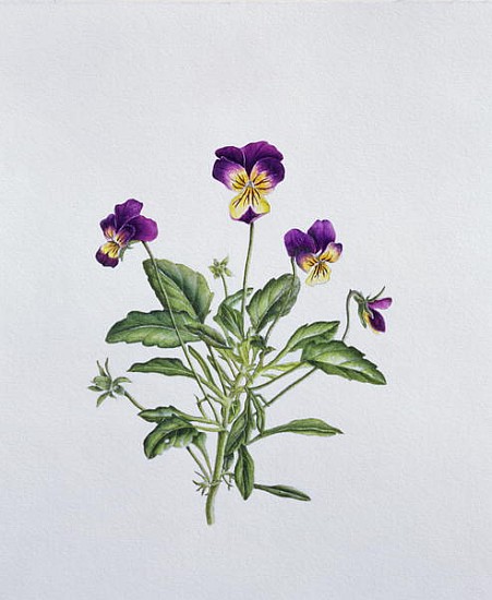 Viola Tricolor, 1999 (w/c on paper)  von Ruth  Hall