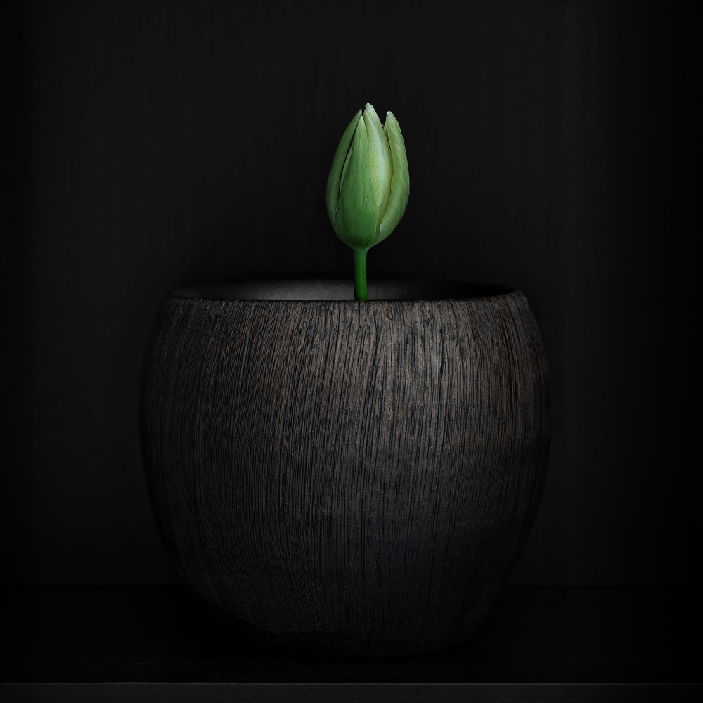 Tulip von Ruurd Willem Wagenaar