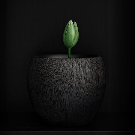 Tulip