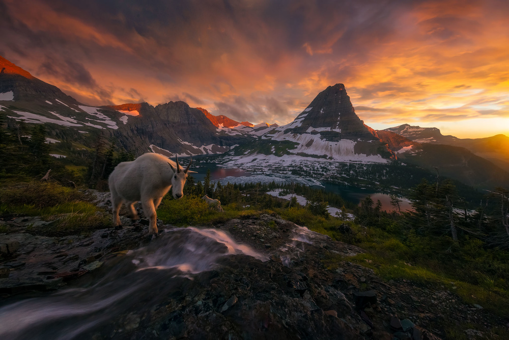 Goat Crossing von Ryan Dyar