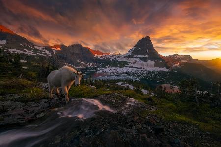 Goat Crossing