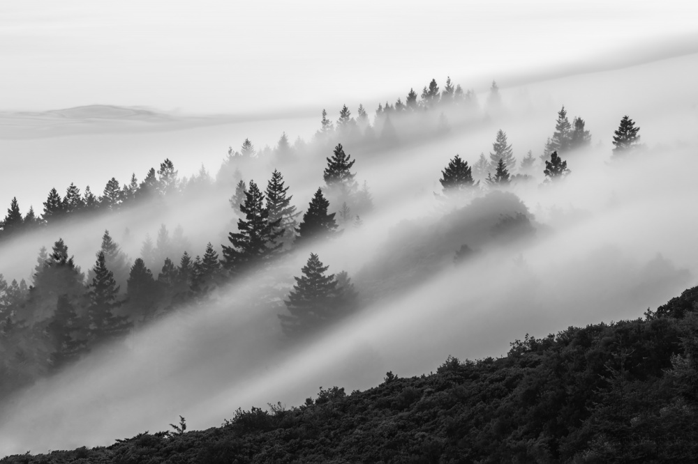 Flowing Fog von Ryan Li