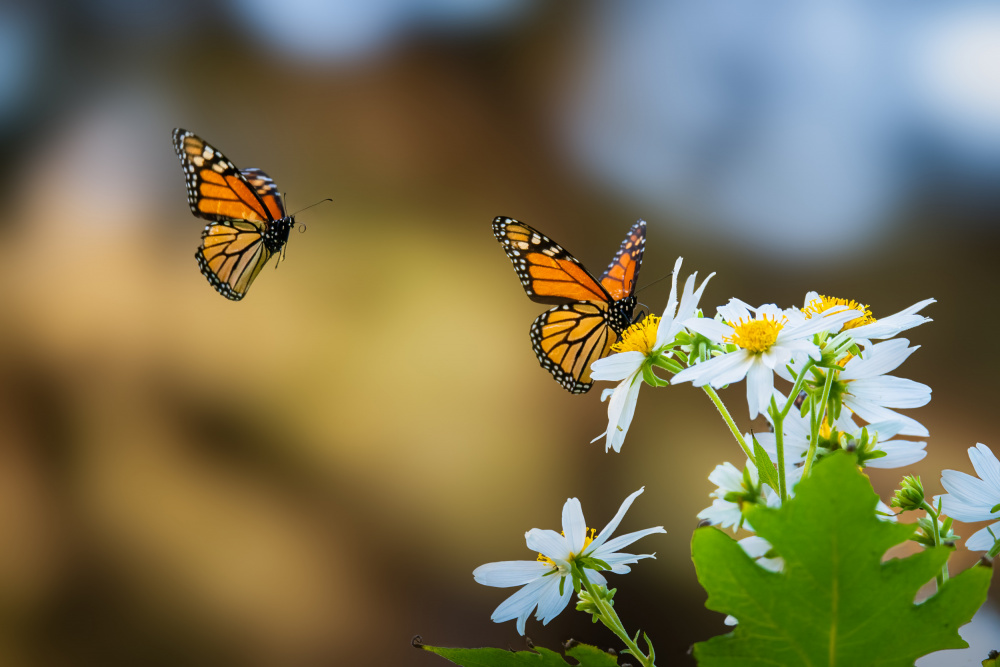 Monarch Butterfly von Ryan Li