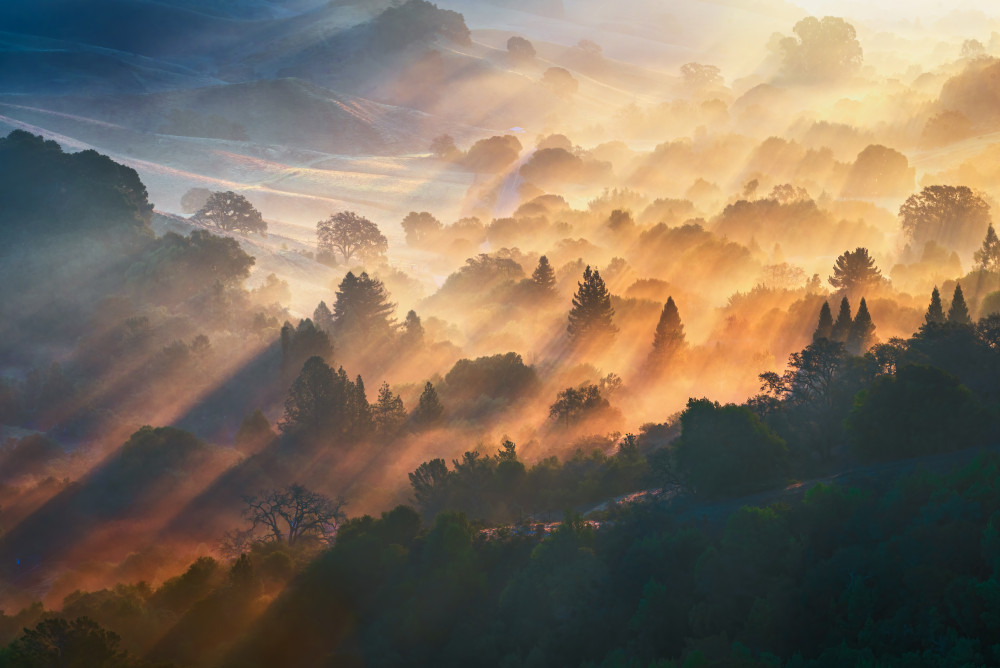 Morning Light von Ryan Li