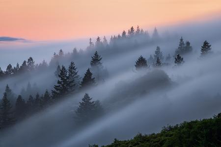 Mist Evening