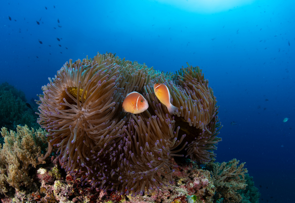 anemone with silverback clownfish von Ryan Y Lin