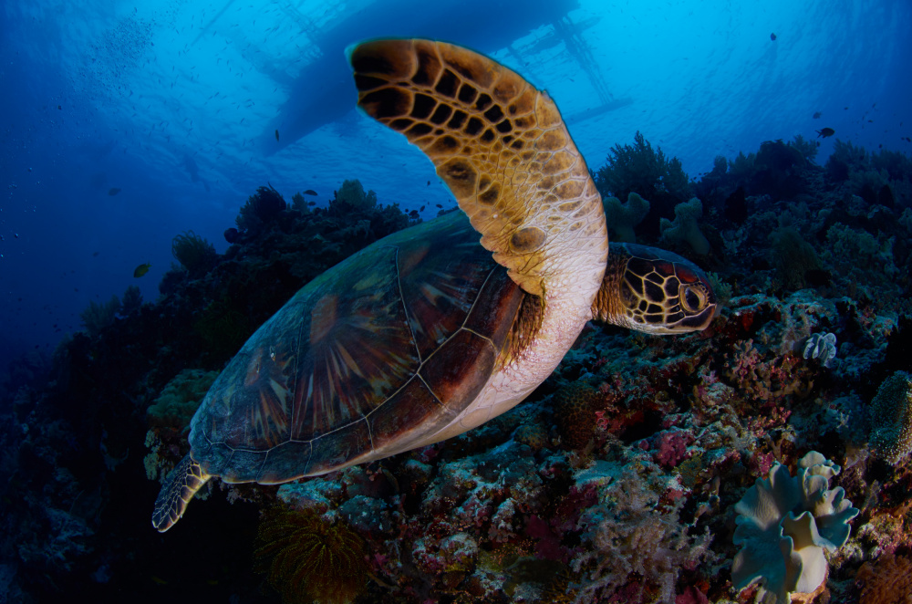 Green sea turtle von Ryan Y Lin