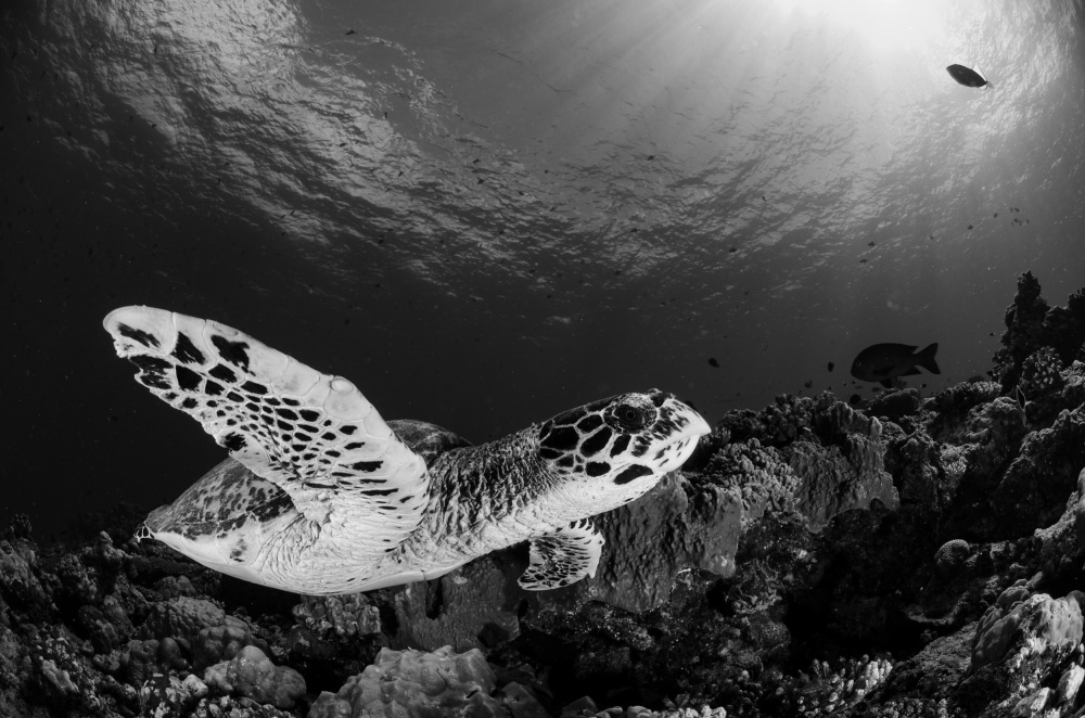 Hawksbill von Ryan Y Lin