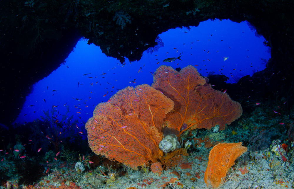 Red sea fan von Ryan Y Lin