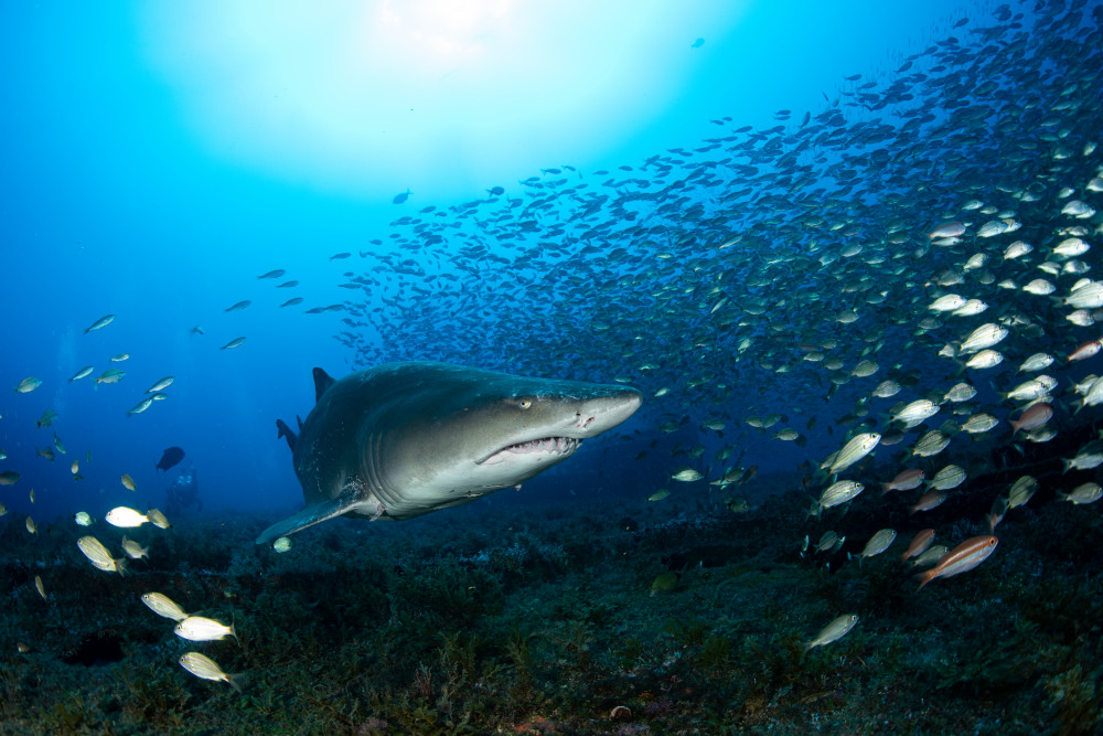 Sand Tiger Shark von Ryan Y Lin