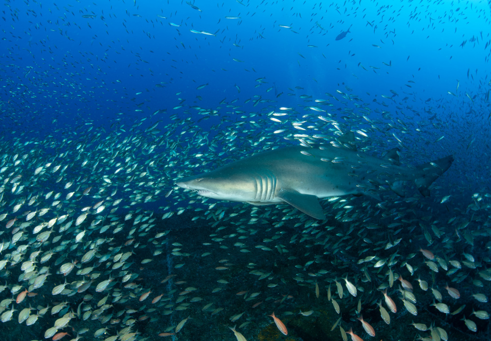 Sand Tiger Shark and Fish von Ryan Y Lin