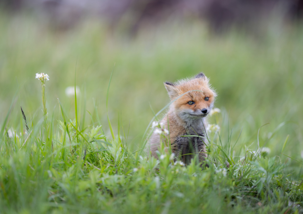 Signs of spring von Ryo Utsunomiya