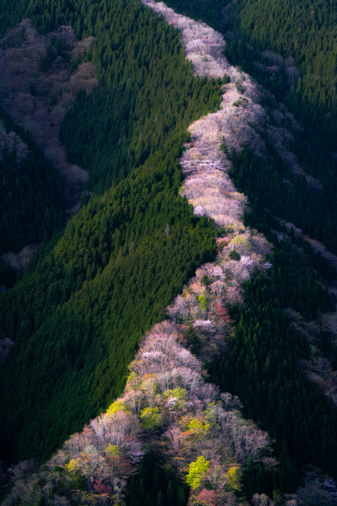 Passage of Spring von Ryohei Irie