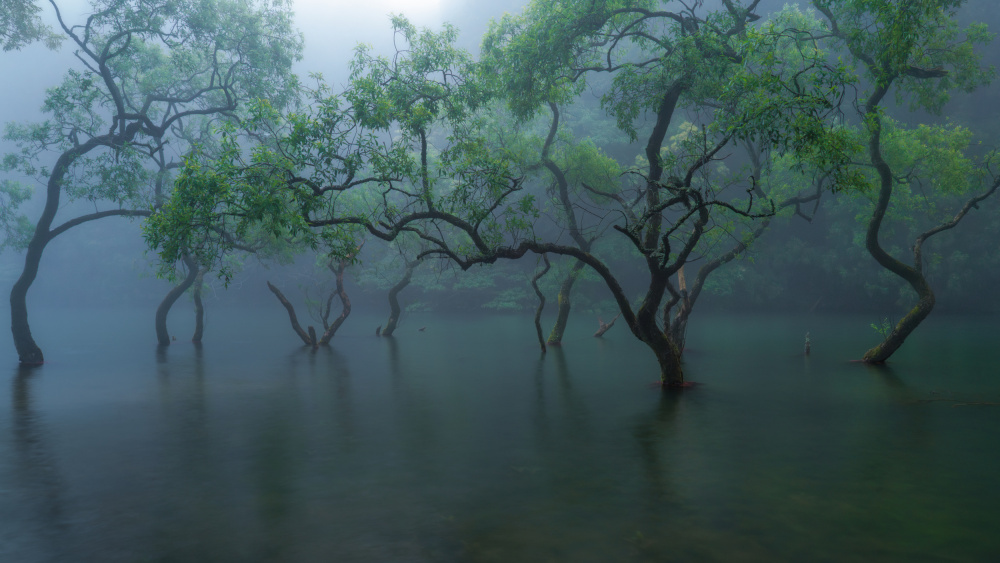 Greenery on the water von Ryohei Irie