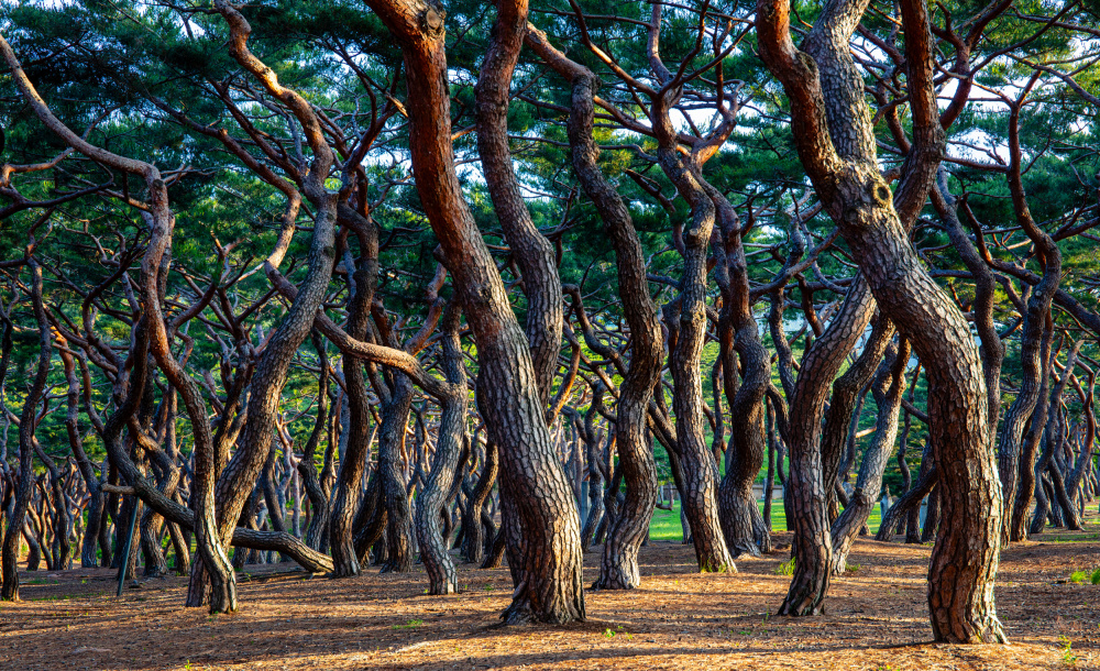 Heungdeok Pine Trees5 von Ryu Shin Woo