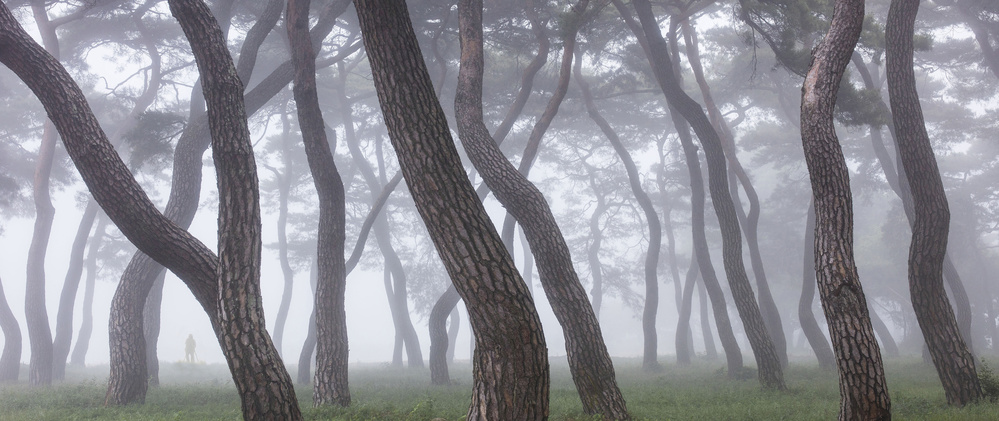 Pine Grove in Fog-3 von Ryu Shin Woo