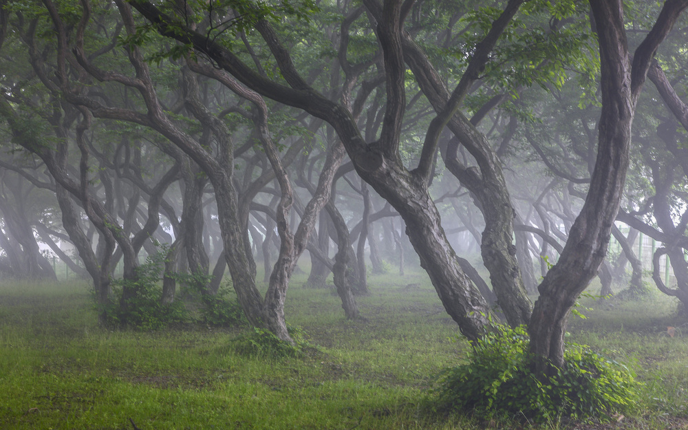 Korean Hornbeam-1 von Ryu Shin Woo