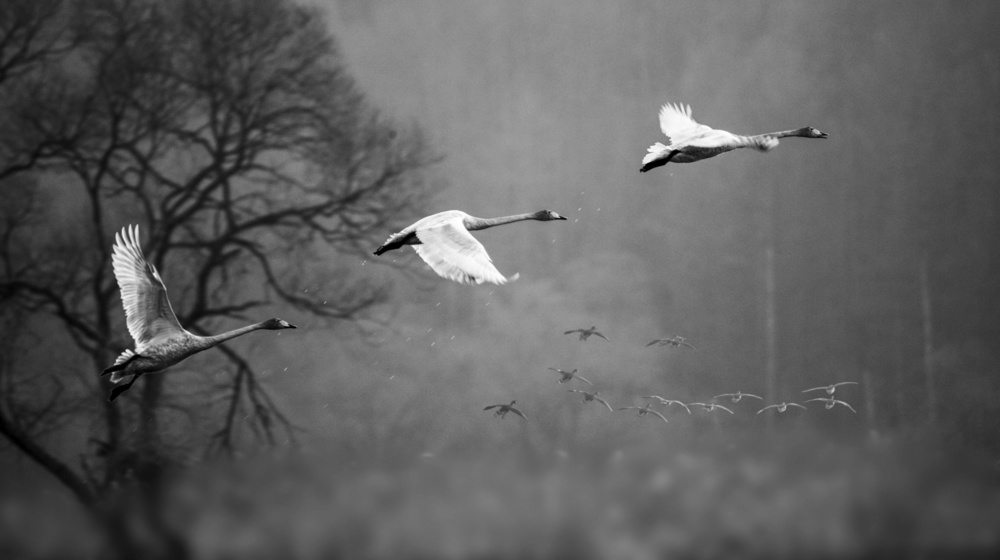 Swans Flying von Ryu Shin Woo